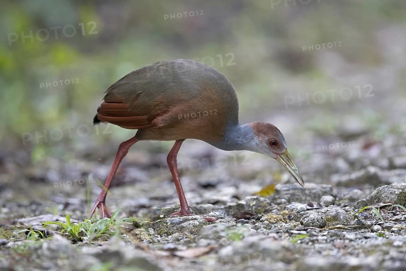 Rufous-naped Wood Rail (Aramides albiventris albiventris), Peten, Guatemala