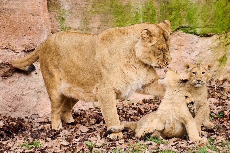 Asiatic lion (Panthera leo persica) female (mother) with her cubs, captive