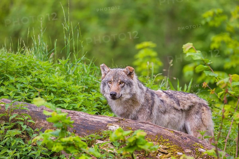 A male Eurasian gray wolf (Canis lupus lupus) stands on a hill, behind a rotting tree lying on the ground. Fresh green vegetation is all around him