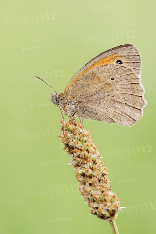 Meadow brown (Maniola jurtina), North Rhine-Westphalia, Germany