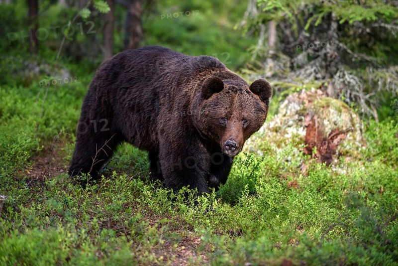 Animals, mammals, bear, brown bear, wild, biotope, habitat, (Ursus arctos arctos), foraging, Sweden, Scandinavia, Finland