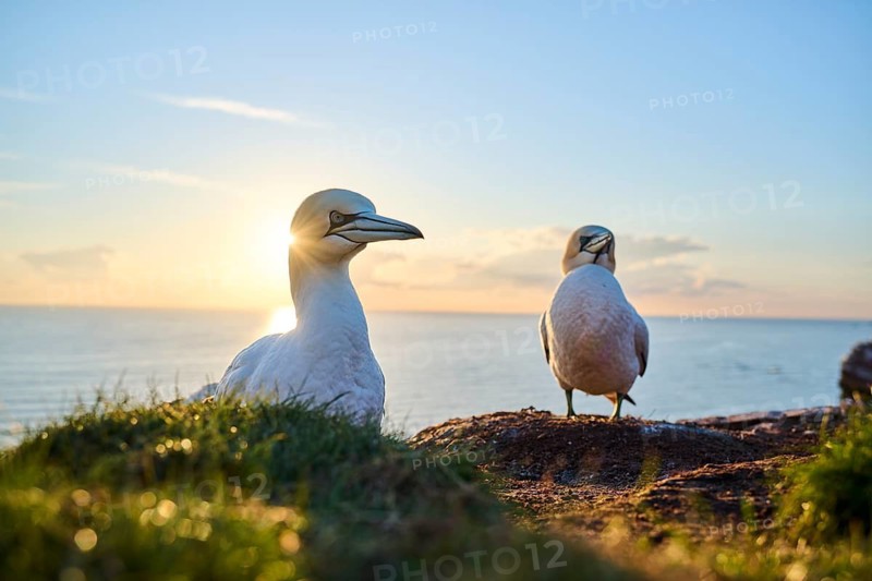Northern gannet (Morus bassanus) standing on the cliff at sunset with the sea in the background, wildlife, Helgoland, Germany
