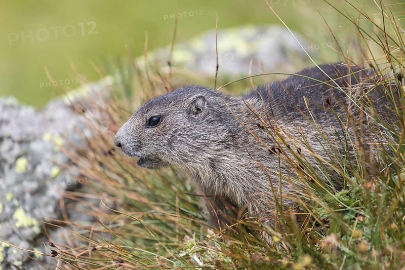 One young Alpine Marmot, Marmota marmota, standing in high green grass, feeding on some leaves. Grossglockner high alpine road, Hohe Tauern National Park