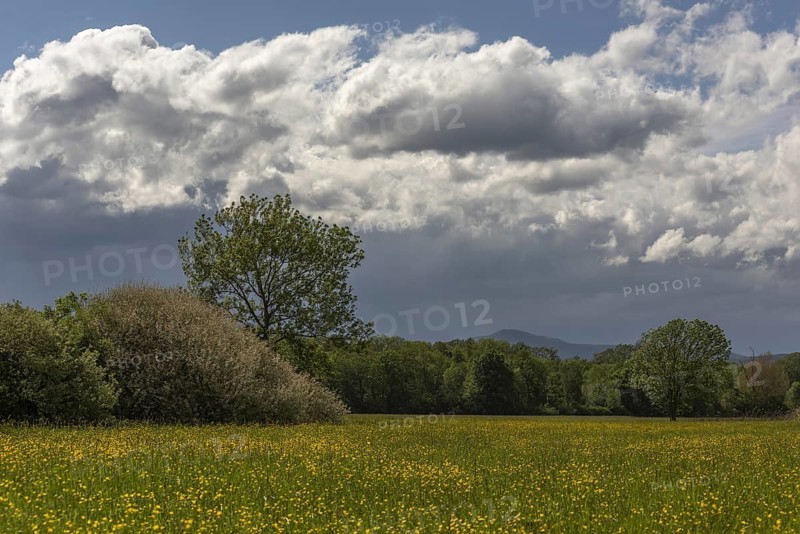 A field of yellow flowers with a cloudy sky in the background. Bas rhin, Alsace, France