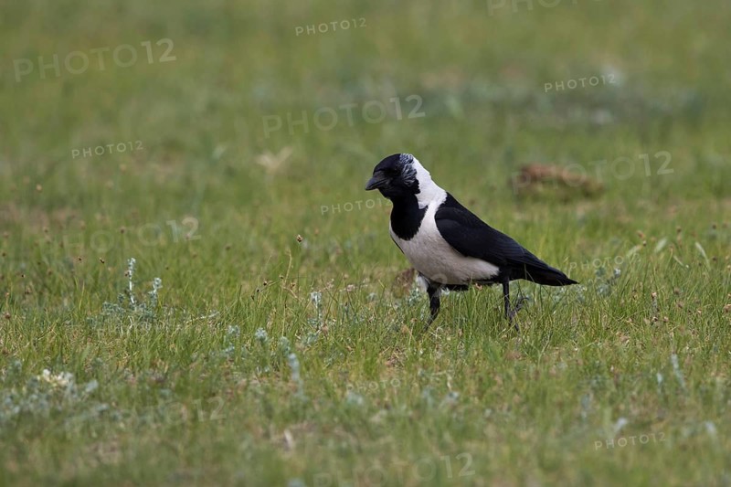 Daurian Jackdaw (Coloeus dauuricus), Dornod-Aimag, Mongolia