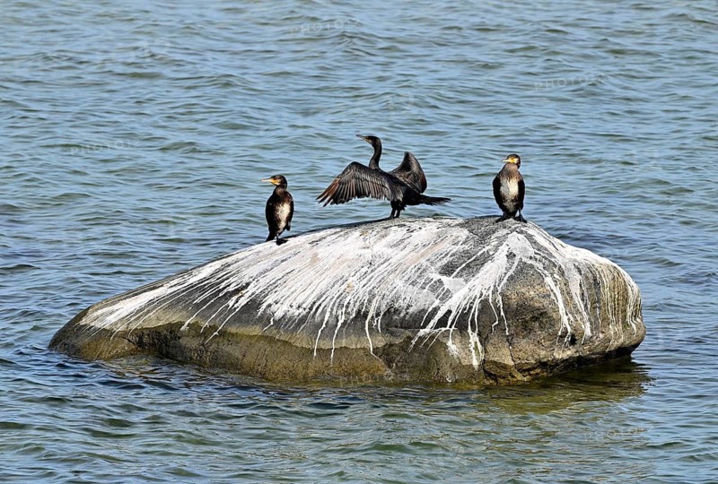 Cormorant (Phalacocorax carbo), with outstretched wings sitting on a rock in the Baltic Sea, Poel Island, Mecklenburg-Western Pomerania, Germany