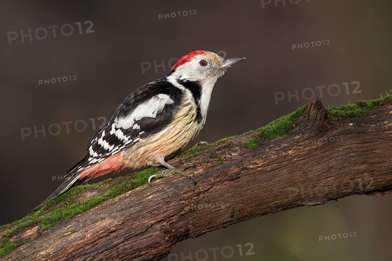 Middle Spotted Woodpecker (Dendrocoptes medius) climbing up old mossy tree trunk, Poland
