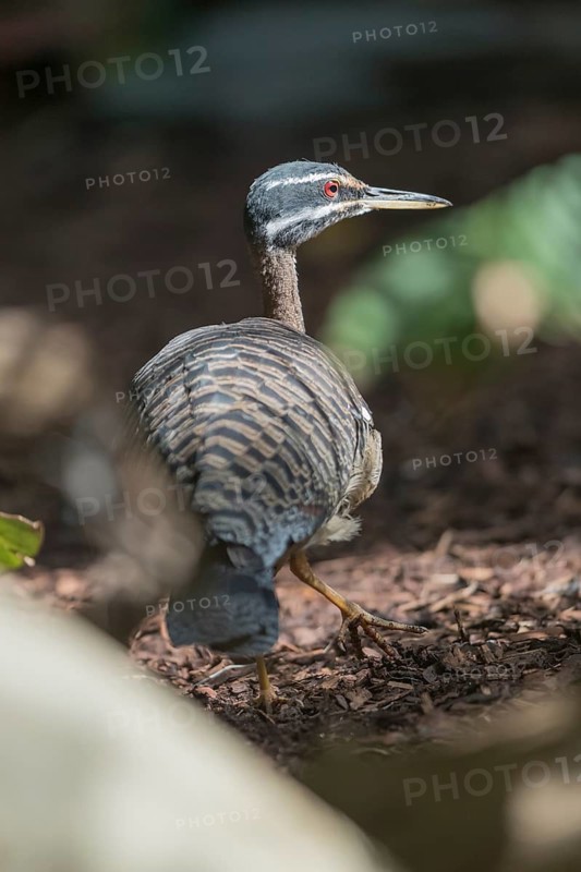 One sunbittern (Eurypyga helias) walking on the forest floor searching for food