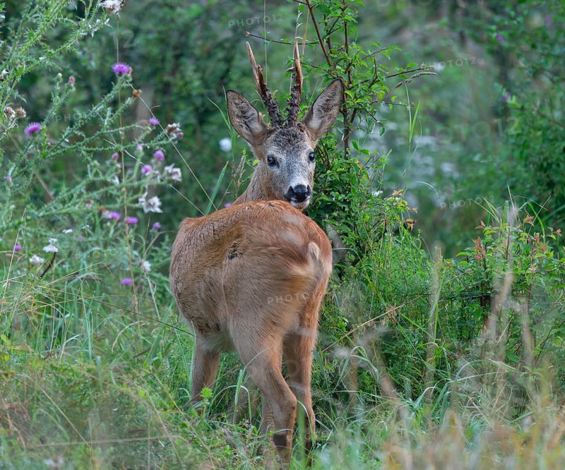Roe deer (Capreolus capreolus), roebuck standing in a meadow and looking attentively, wildlife, Thuringia, Germany