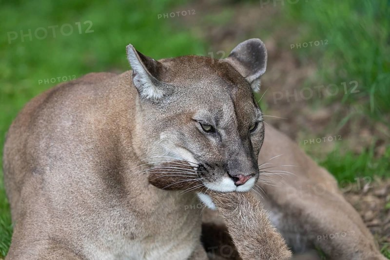 One male cougar, Puma concolor, playing with the tail of its female mate. Green vegetation in the background