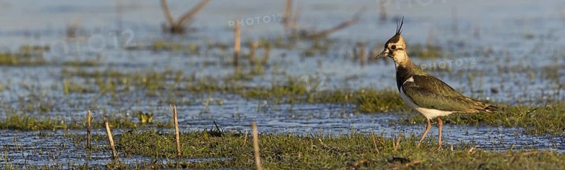 Lapwing, (Vanellus vanellus), animals, birds, lapwings, plover family, biotope, habitat, foraging, Der Spieß nature reserve, Rheindürkheim, Rhineland-Palatinate, Germany