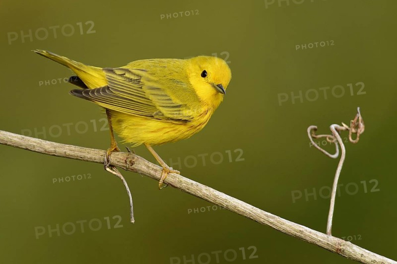 American Yellow Warbler (Setophaga aestiva) male, Texas, USA
