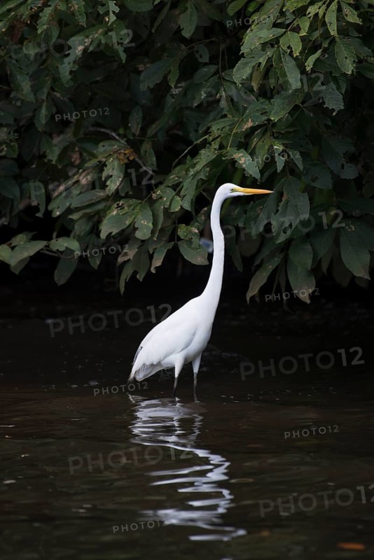 Great White Egret (Ardea alba), Tortuguero National Park, Costa Rica