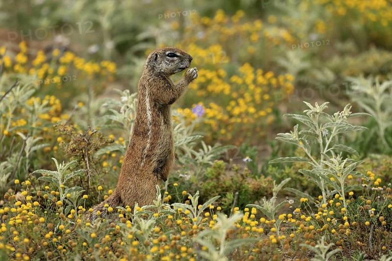 Cape bristle-thighed squirrel (Xerus inauris), adult, alert, standing upright, feeding, flower meadow, Mountain Zebra National Park, Eastern Cape, South Africa