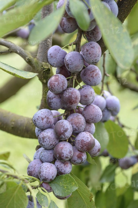 Plum (Prunus domestica 'Opal'), Bundessortenamt, Marquardt testing centre, Marquardt, Brandenburg, Germany
