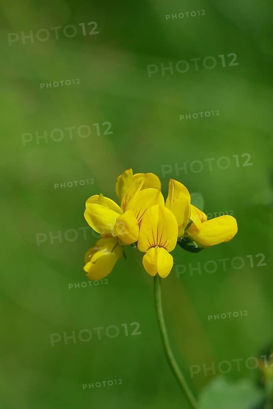 Bird's-foot Trefoil, Bird's-foot Trefoil (Lotus corniculatus), yellow flower in a meadow, Wilnsdorf, North Rhine-Westphalia, Germany