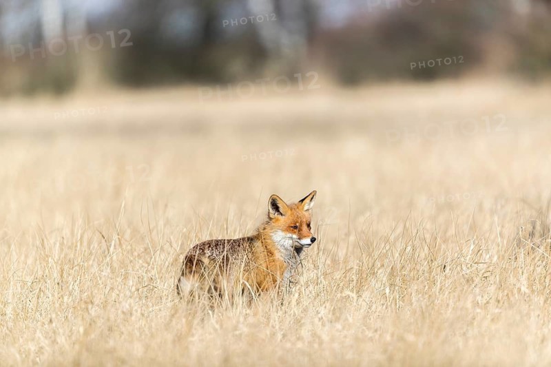 One red fox, Vulpes vulpes, running over a meadow with tall dry grass on a sunny day