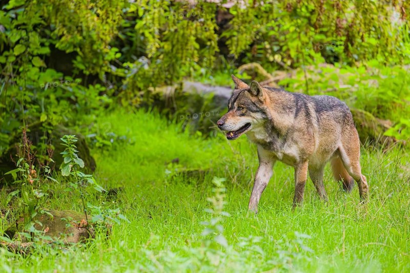 An adult male Eurasian gray wolf (Canis lupus lupus) runs through a forest