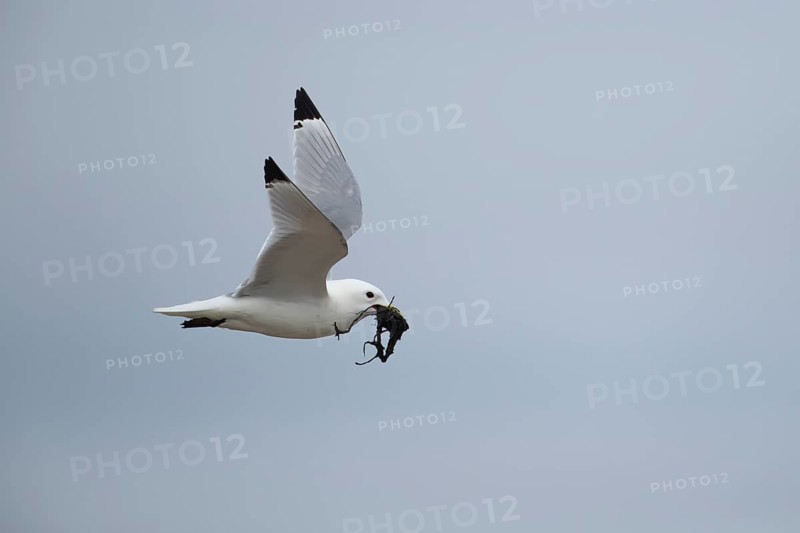 Black-legged kittiwake (Rissa tridactyla) adult sea bird flying carrying nesting material in its beak in spring, England, United Kingdom