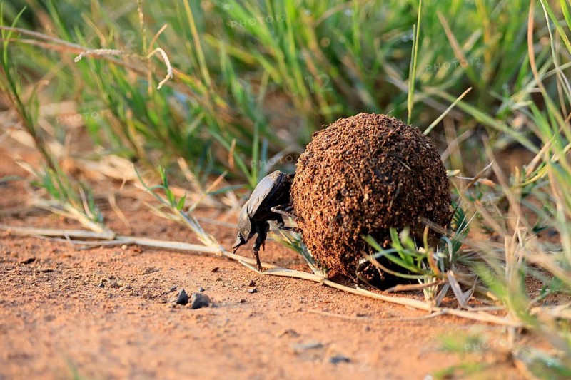 Dung beetle, sacred pill bug (Scarabaeus sacer), adult, rolling dung ball, elephant dung, for egg laying, Pilanesberg National Park, North West Province, South Africa