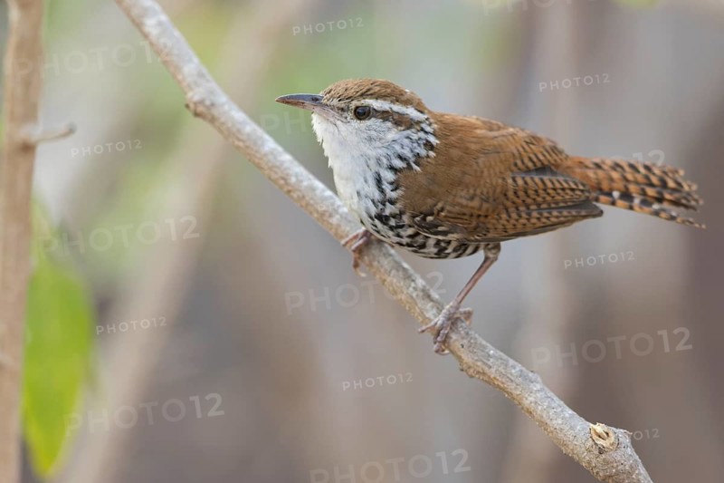 Banded Wren (Thryophilus pleurostictus) perched on a branch in Oaxaca, Mexico