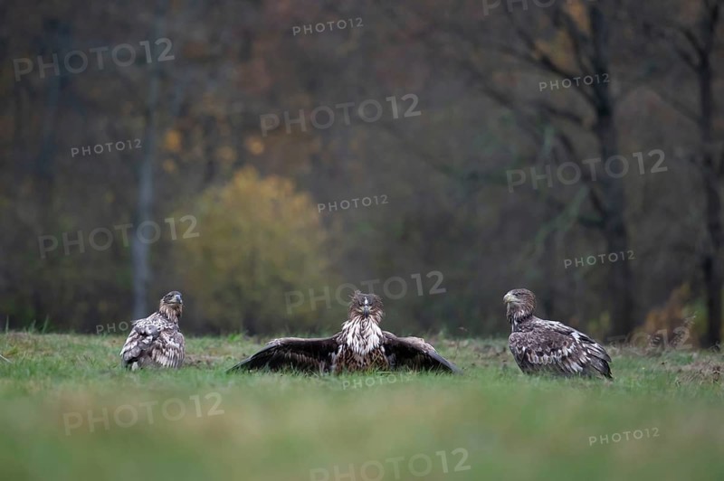White-tailed eagle (Haliaeetus albicilla), juvenile, young white-tailed eagle in forest clearing with threatening gesture, Podlaskie Voivodeship, Poland