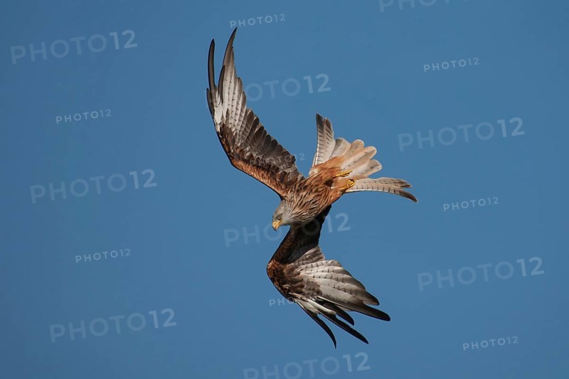 Red kite (Milvus milvus) adult bird of prey raptor diving in flight, Wales, United Kingdom