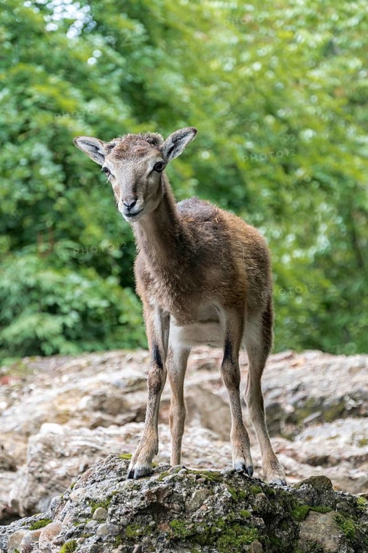 A juvenile mouflon sheep stands alert on rocky terrain, surrounded by lush greenery, characteristic of the Alpine forests during summer