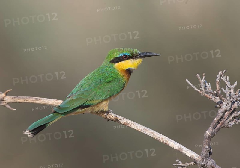 Little Green Bee-eater - Mahango Game Reserve, Namibia