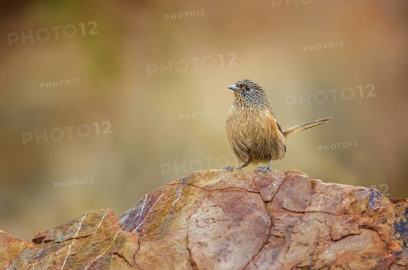 Dusky Grasswren (Amytornis purnelli), Northern Territory, Australia