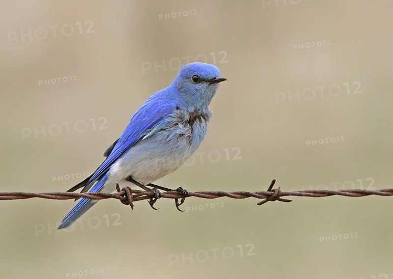 Mountain Bluebird (Sialia currucoides), Saskatchewan, Canada