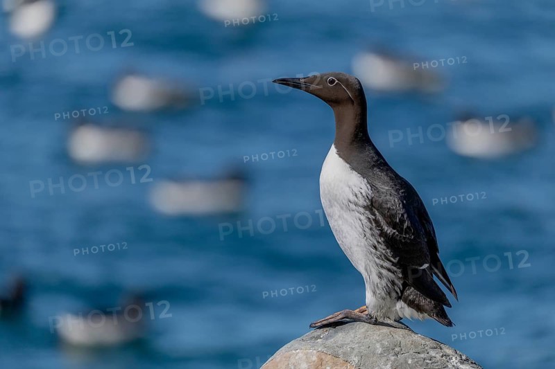 Common guillemot (Uria aalge), ringed guillemot with eye ring, Hornoya, Varangerfjord, Norway