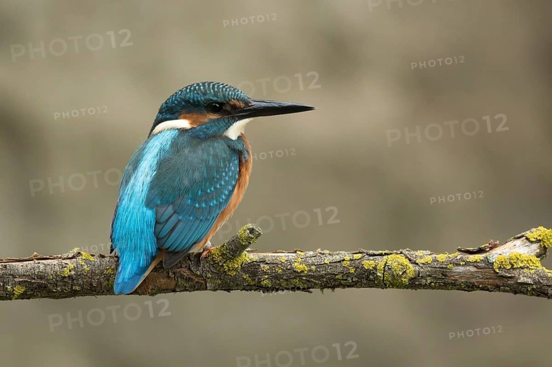 Ijsvogel juvenile man, Kingfisher juvenile male