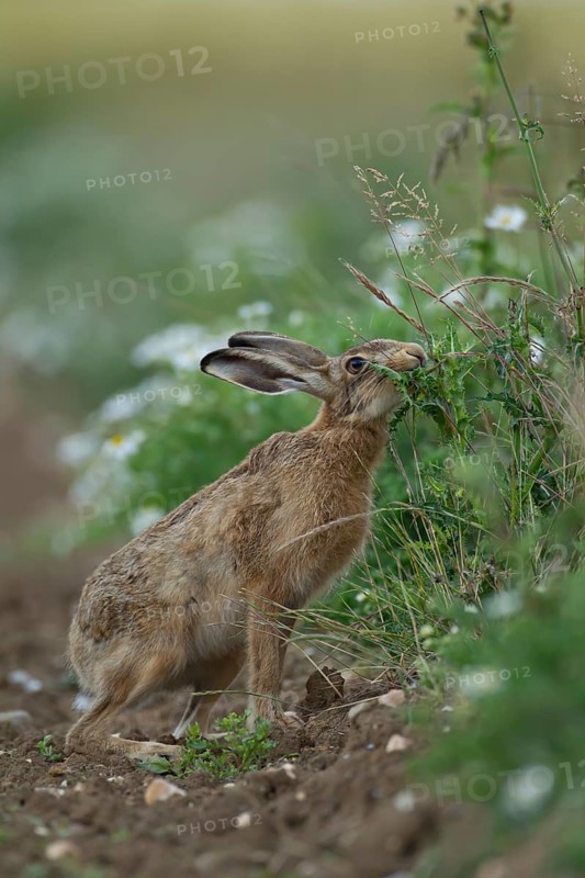 European brown hare (Lepus europaeus) adult animal feeding on a thistle on the edge of a farmland field in summer, England, United Kingdom