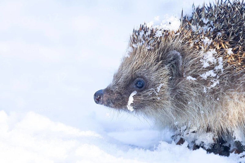 European hedgehog (Erinaceus europaeus) adult animal in a snow covered garden in winter, England, United Kingdom