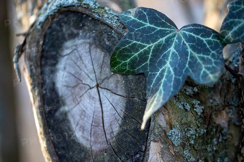 Ivy leaf on an old, weathered tree trunk with visible textures, Germany