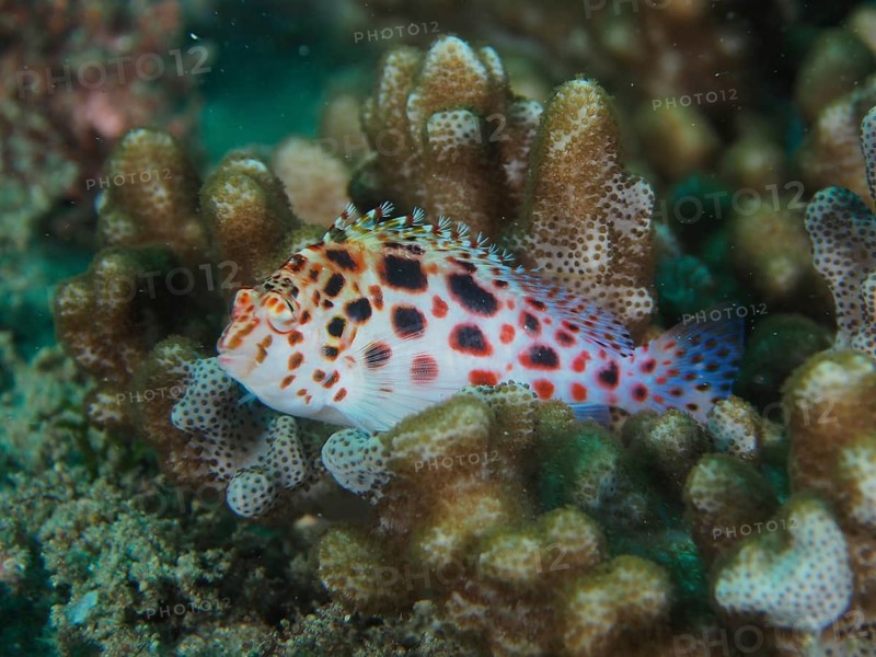 Pinniped coral guard (Cirrhitichthys oxycephalus)