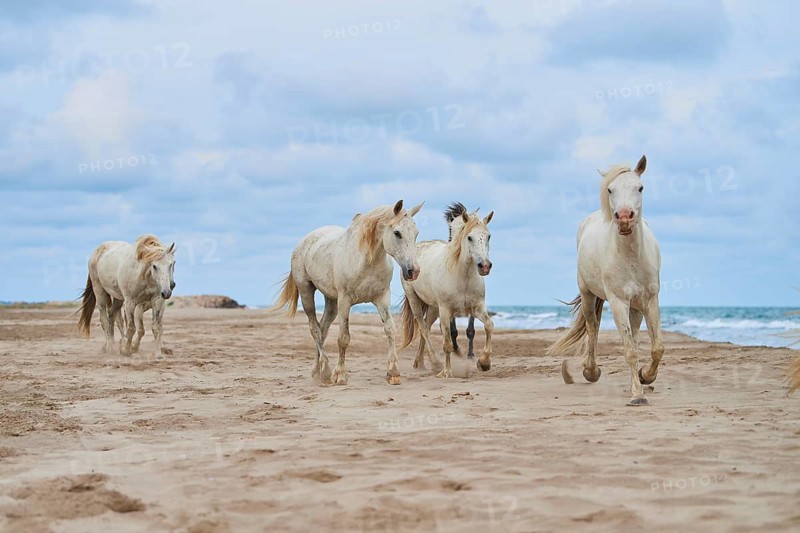 Five white Camargue horses gallop freely across a sandy beach under a cloudy sky, Camargue, France