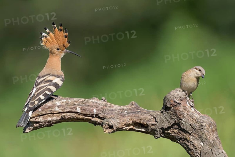 Eurasian Hoopoe & Red-backed Shrike (Upupa epops & Lanius collurio) perched on a branch, Aosta Valley, Italy