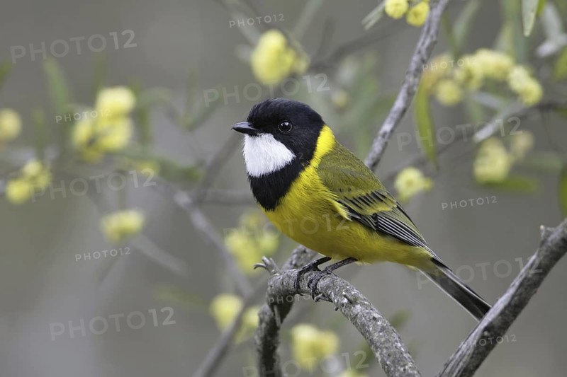 Australian Golden Whistler (Pachycephala pectoralis) male, Victoria, Australia