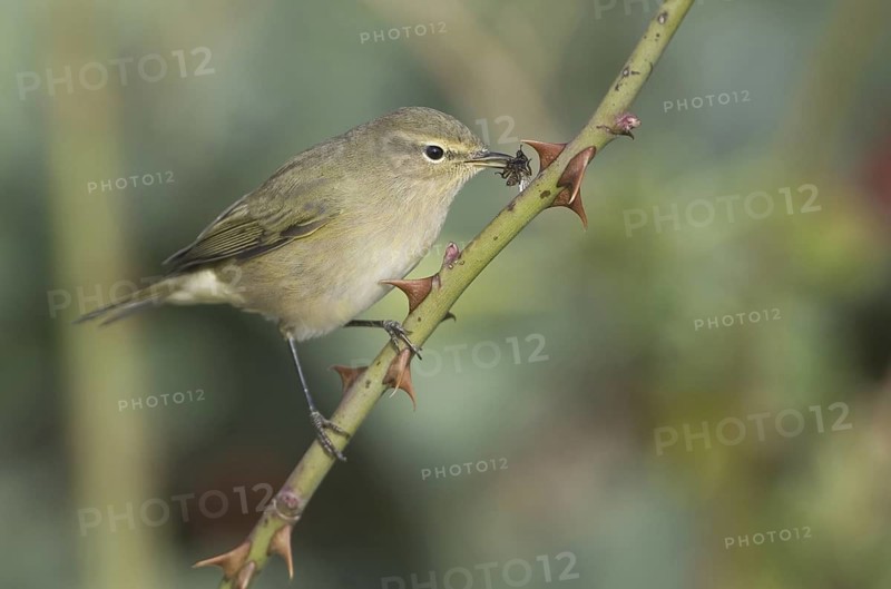 Common Chiffchaff (Phylloscopus collybita), Schleswig-Holstein, Germany
