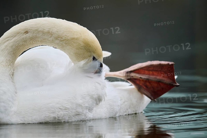 Mute swan (Cygnus olor) swimming on a lake, Bavaria, Germany