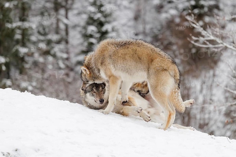 A young grey wolf (Canis lupus lupus) plays with its father on the sloping, snow-covered meadow on a cold, cloudy day