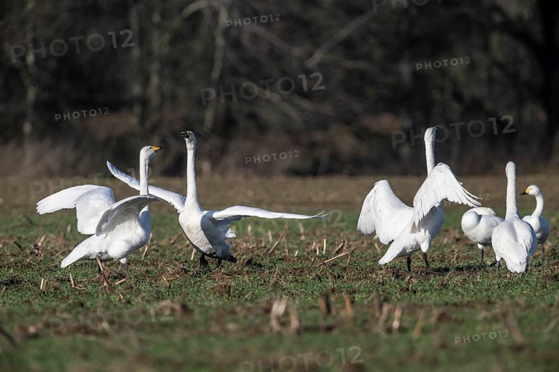 Whooper swans (Cygnus cygnus), Emsland, Lower Saxony, Germany