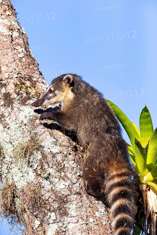 South American coati (nasua nasua) Pantanal Brazil