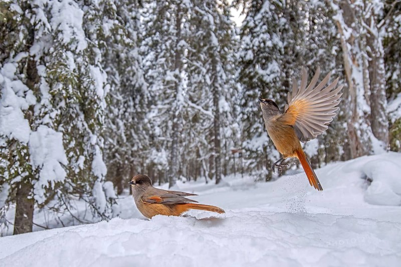 Two Siberian jays (Perisoreus infaustus, Corvus infaustus) foraging on snow covered ground in the taiga in winter, Scandinavia