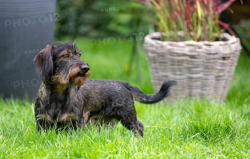 Rough-haired dachshund (Canis lupus familiaris) male, 4 years, attentive, in a meadow, in garden, Stuttgart, Baden-Württemberg, Germany