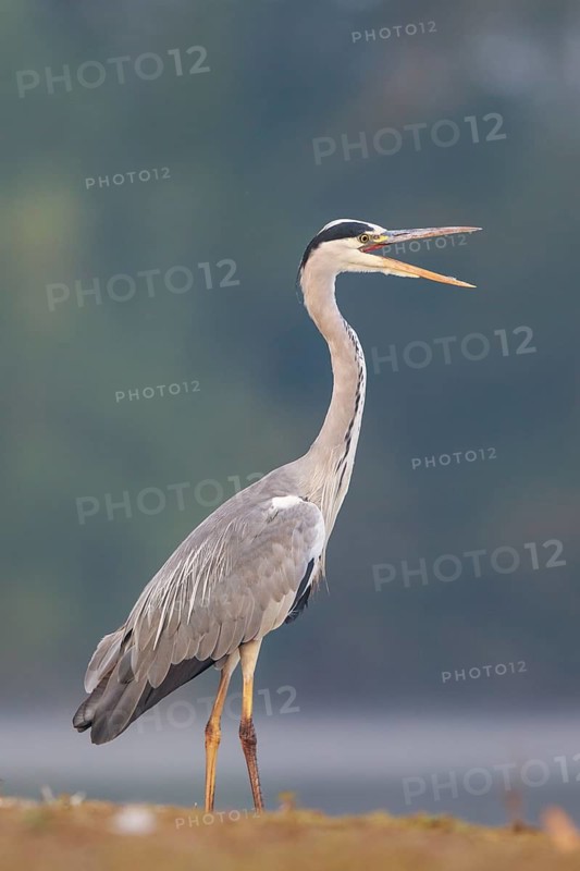 Grey Heron (Ardea cinerea) calling, North Rhine-Westphalia, Germany