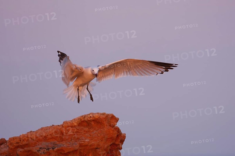 Audouin's Gull (Ichthyaetus audouinii), Mallorca, Spain
