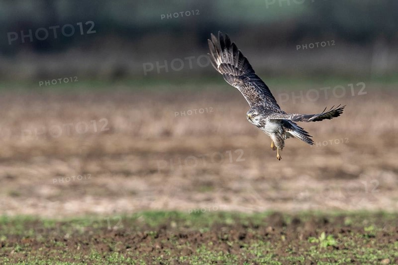 Common buzzard (Buteo buteo), flying, Emsland, Lower Saxony, Germany